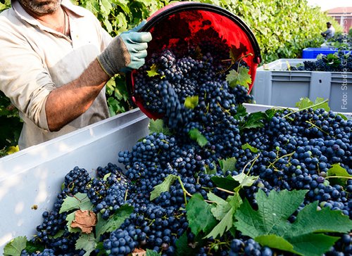 Weintraubenernte - zum Blogbeitrag: Die Weinwirtschaft am Kipppunkt