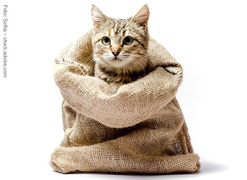 Katze in einem Sack - zum Blogbeitrag: Wegfall des Schriftformgebots: Handlungsbedarf und Risiken bei Geschäftsraum- und Grundstücksmietverträgen